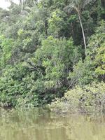 Fahrt auf den Fluss Cuyabeno 