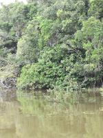 Fahrt auf den Fluss Cuyabeno 