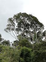 Fahrt auf den Fluss Cuyabeno 