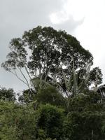 Fahrt auf den Fluss Cuyabeno 