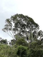 Fahrt auf den Fluss Cuyabeno 