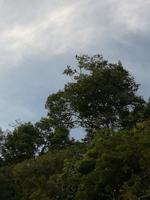 Fahrt auf den Fluss Cuyabeno 