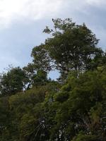 Fahrt auf den Fluss Cuyabeno 