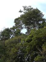 Fahrt auf den Fluss Cuyabeno 