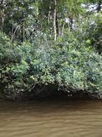 Fahrt auf den Fluss Cuyabeno 