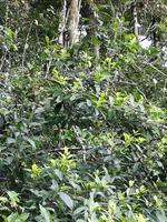 Fahrt auf den Fluss Cuyabeno 