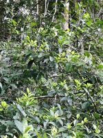 Fahrt auf den Fluss Cuyabeno 