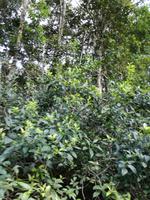 Fahrt auf den Fluss Cuyabeno 