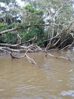 Fahrt auf den Fluss Cuyabeno 