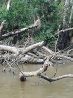 Fahrt auf den Fluss Cuyabeno 