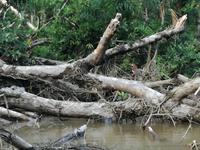 Fahrt auf den Fluss Cuyabeno 