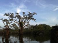 Fahrt auf den Fluss Cuyabeno 