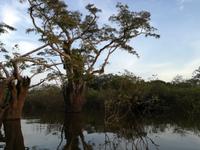 Fahrt auf den Fluss Cuyabeno 