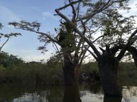 Fahrt auf den Fluss Cuyabeno 