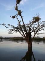 Fahrt auf den Fluss Cuyabeno 