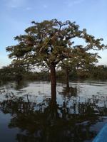 Fahrt auf den Fluss Cuyabeno 
