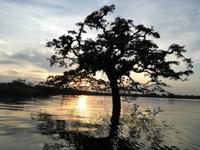 Fahrt auf den Fluss Cuyabeno 