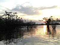 Sonnenuntergang am Lake Cuyabeno