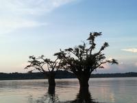 Sonnenuntergang am Lake Cuyabeno