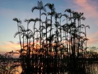 Sonnenuntergang am Lake Cuyabeno