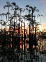 Sonnenuntergang am Lake Cuyabeno