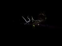 Nachtfahrt auf den Fluss Cuyabeno 