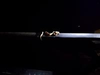 Tapir Lodge im Cuyabeno Reservat