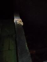 Tapir Lodge im Cuyabeno Reservat