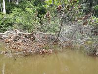 Fahrt auf den Fluss Cuyabeno 