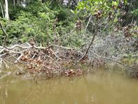 Fahrt auf den Fluss Cuyabeno 