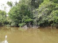 Fahrt auf den Fluss Cuyabeno 