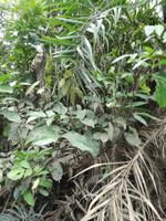 Fahrt auf den Fluss Cuyabeno 