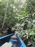 Fahrt auf den Fluss Cuyabeno 