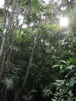 Fahrt auf den Fluss Cuyabeno 