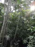 Fahrt auf den Fluss Cuyabeno 