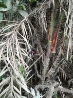 Fahrt auf den Fluss Cuyabeno 