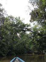 Fahrt auf den Fluss Cuyabeno 