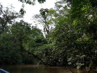 Fahrt auf den Fluss Cuyabeno 