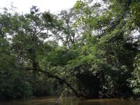 Fahrt auf den Fluss Cuyabeno 