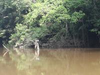 Fahrt auf den Fluss Cuyabeno 