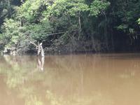 Fahrt auf den Fluss Cuyabeno 