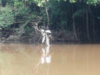 Fahrt auf den Fluss Cuyabeno 