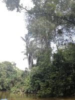 Fahrt auf den Fluss Cuyabeno 