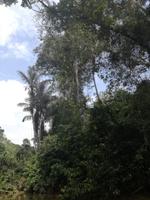 Fahrt auf den Fluss Cuyabeno 