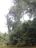 Fahrt auf den Fluss Cuyabeno 