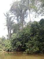 Fahrt auf den Fluss Cuyabeno 