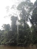 Fahrt auf den Fluss Cuyabeno 