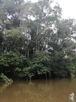 Fahrt auf den Fluss Cuyabeno 