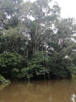 Fahrt auf den Fluss Cuyabeno 