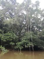 Fahrt auf den Fluss Cuyabeno 